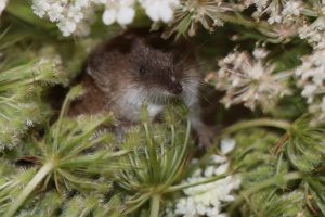 草に隠れるトウキョウトガリネズミ